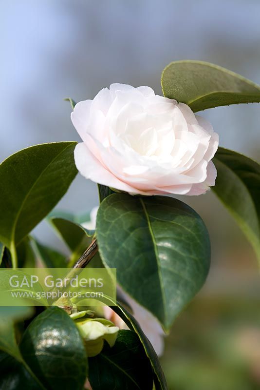 Camellia japonica 'Commander Mulroy'