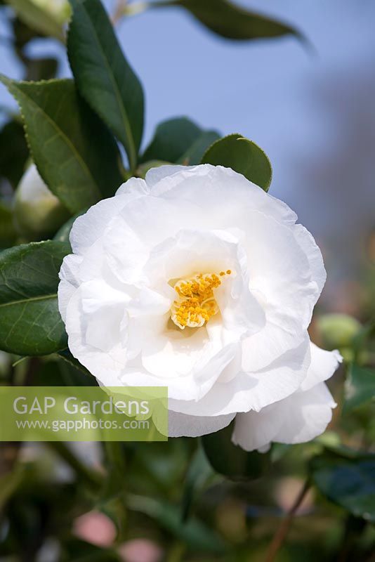 Camellia japonica 'Lovelight'