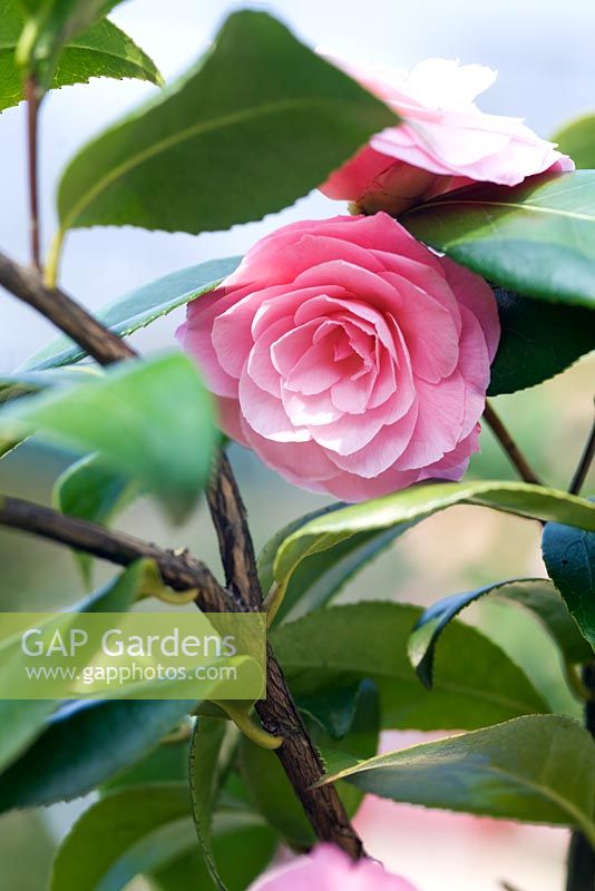 Camellia williamsii 'Chatsworth Belle'