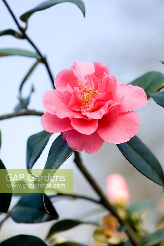 Camellia williamsii 'Elegant Beauty'
