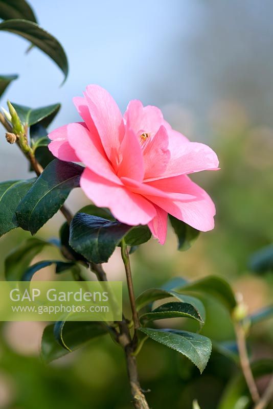 Camellia hybrid 'Inspiration'