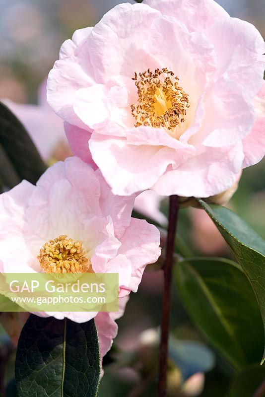 Camellia hybrid 'Blissful Dawn'