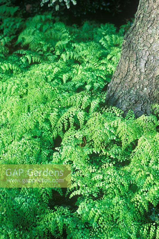 Adiantum venustum - Kashmir Maidenhair Fern