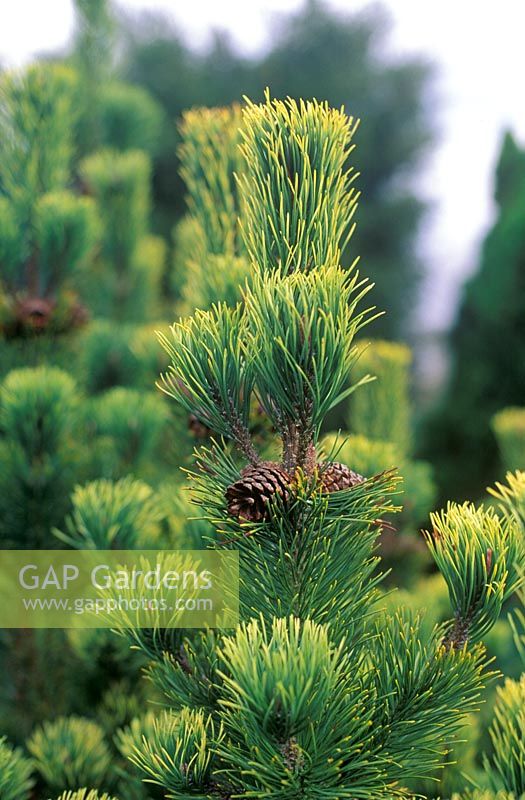 Pinus mugo Pal Maleter, Pine, Dwarf mountain pine, Mountain pine, Conifer, December, Winter, Close up of yellow green foliage, and old cones.