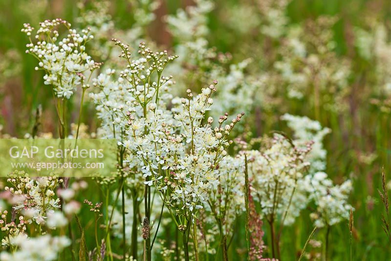 Filipendula vulgaris  - Dropwort summer flowers 