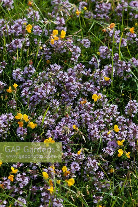 Thymus polyrichus  - wild thyme summer flowering herb 
