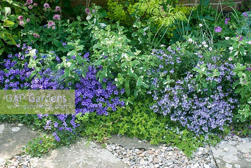 Border of low growing perennials with Parahebe catarractae, Campanula carpatica and pineapple mint