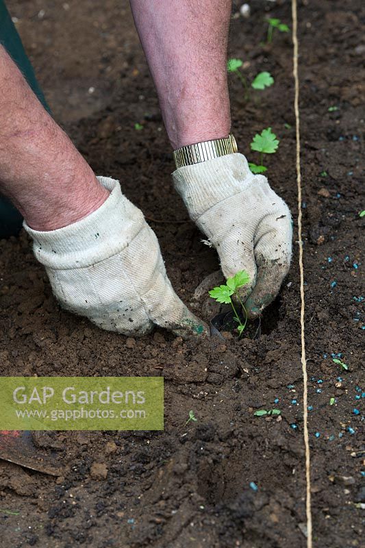 Pastinaca saliva - Gardener planting Parsnip seedlings in a vegetable garden
