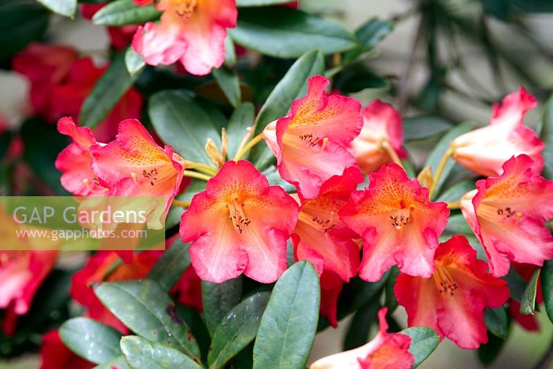 Rhododendron 'Sonata'