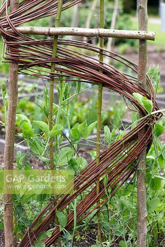Hazel and willow support for pea plants at RHS Harlow Carr
