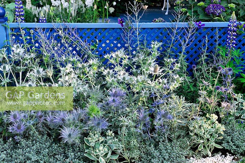 Eryngium xzabelii 'Jos Eijking' with Eryngium gigantium silver ghost against painted trellis, Willow Pattern garden, RHS Hampton Court Flower show 2013, Design -  Sue Thomas