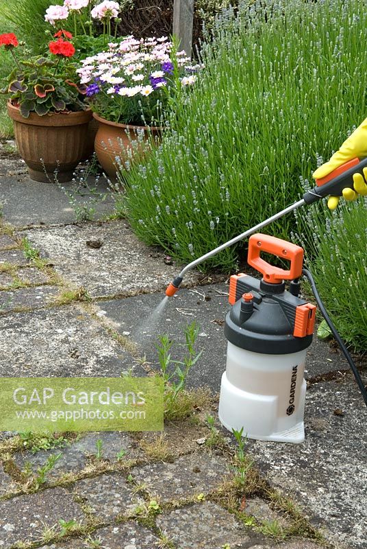 Using weedkiller in a garden sprayer to control annual weed growth between paving on a patio, wearing protective rubber gloves for safety