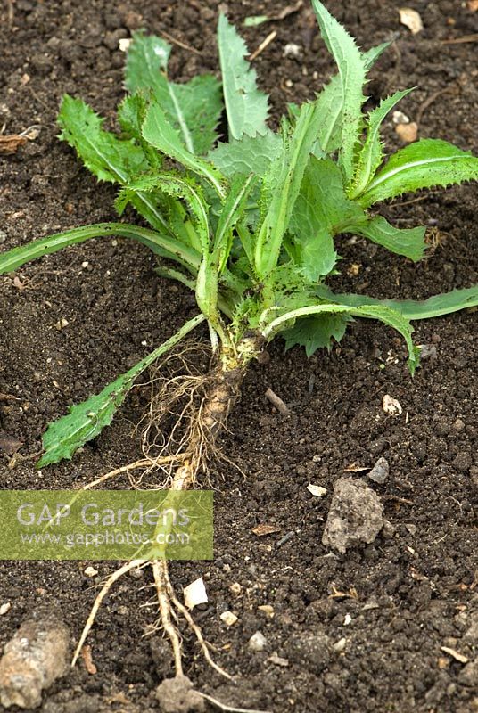 Sow thistle weed showing tap root - perennial weed