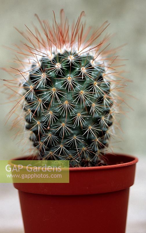 Mammillaria cactus in a pot