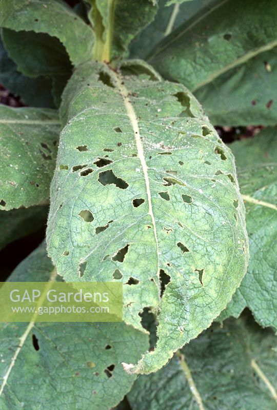 Early signs of Shargacucullia verbasci - Mullein moths