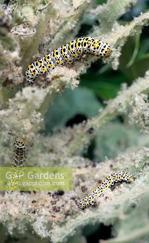 Shargacucullia verbasci - Mullein moth caterpillars