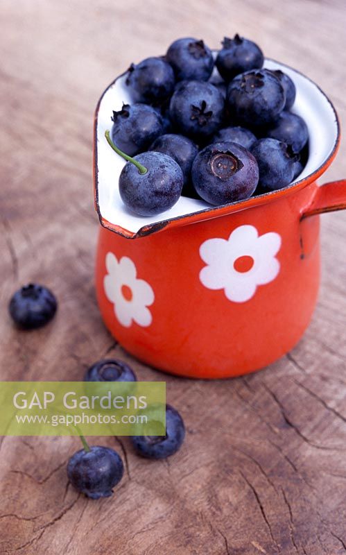 Vaccinium corymbosum 'Goldtraube' - Blueberries in a vintage, enamel jug