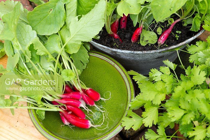 Home grown Radishes 'French Breakfast' grown in old bucket