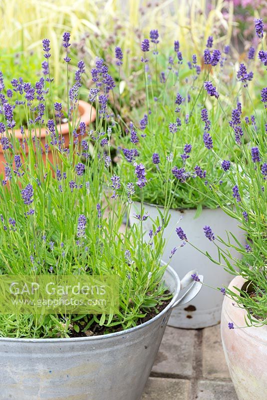 Containers of Lavender on small garden patio.