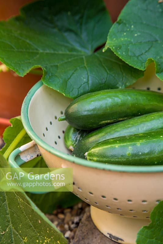 Step by step harvesting Cucumber 'Mini'
