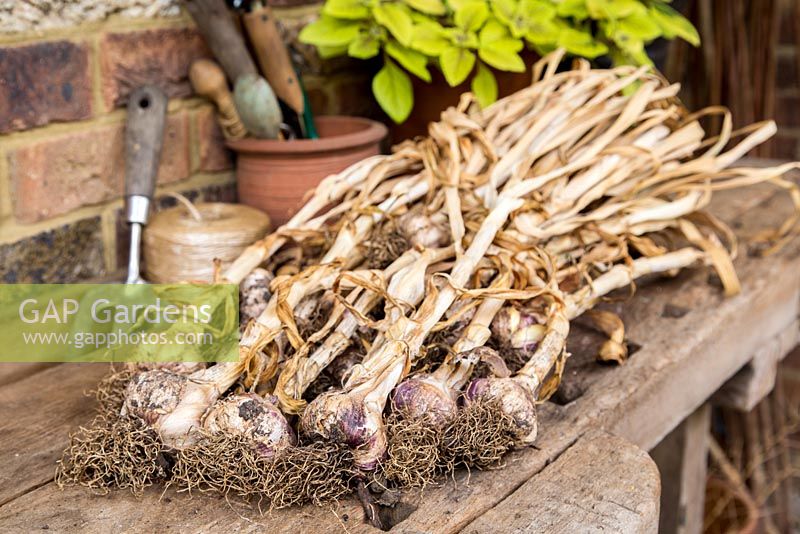 Step by step - crate of harvested garlic 'Early Purple Wight'
