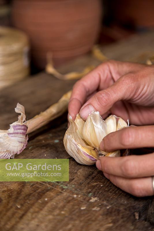 Step by step - Opening bulb of garlic 'Early Purple Wight'