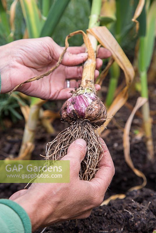 Step by Step - Harvesting Garlic 'Early Purple Wight'
