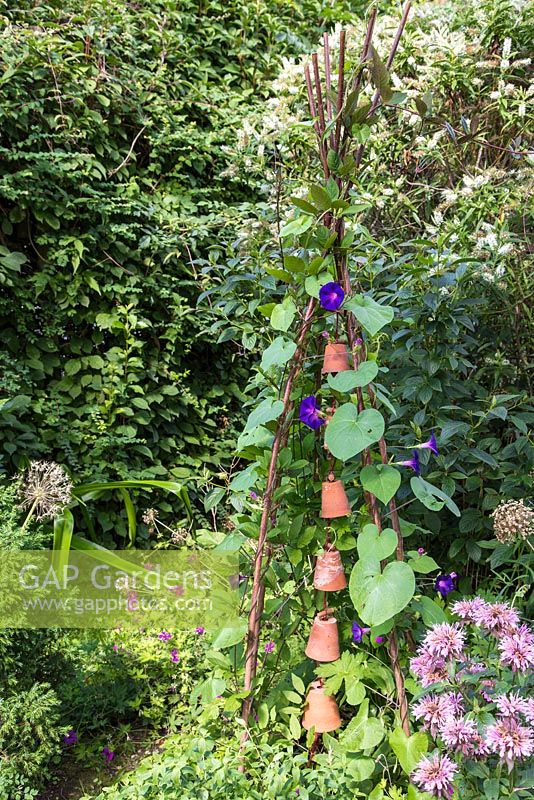 Step by step - Decorative wigwam with terracotta pots, Ipomea and Cobaea scandens