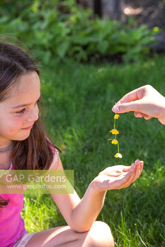 Young girl being handed a chain of buttercups