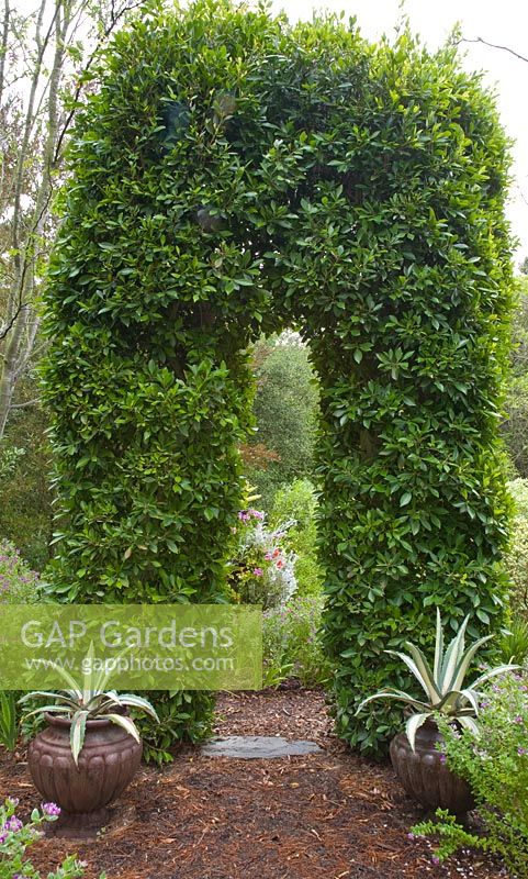 Ficus arch with Agave americana var 'Mediopicta Alba' in pots