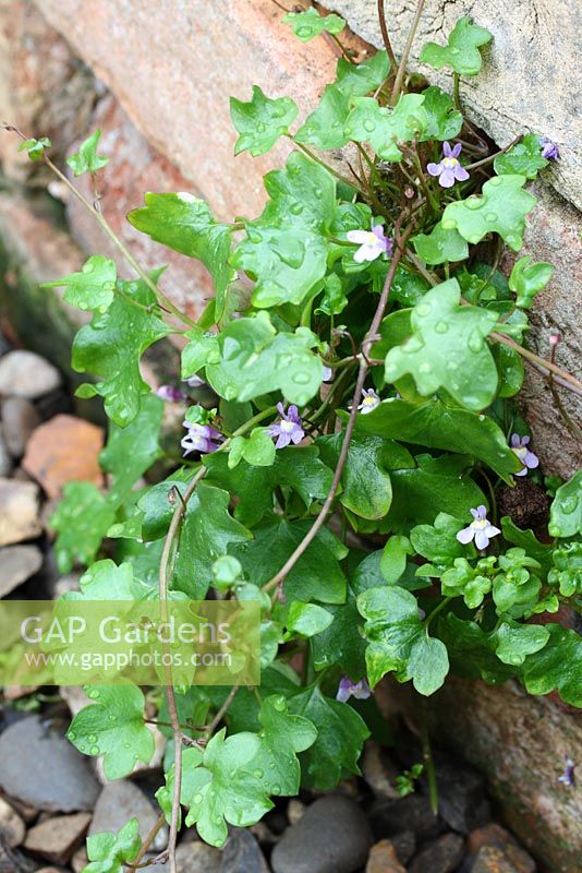 Cymbalaria muralis - Ivy-leaved toadflax, also known as Kenilworth ivy