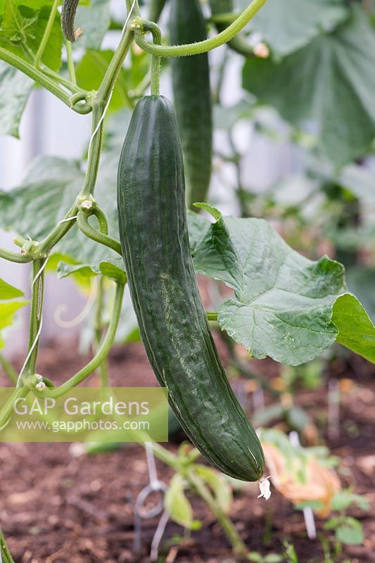 Cucumis Sativus - Cucumber marketmore on the vine in a greenhouse