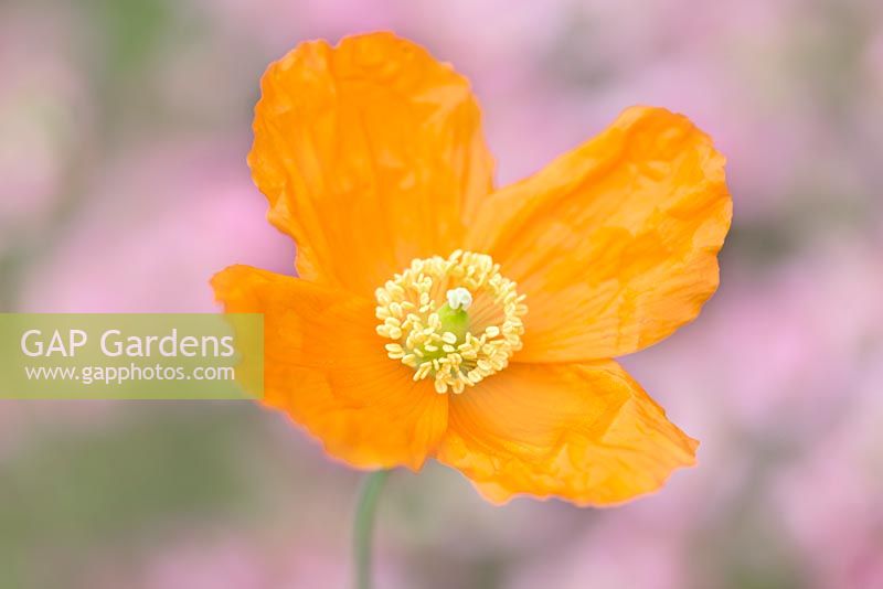 Meconopsis cambrica - Welsh Poppy