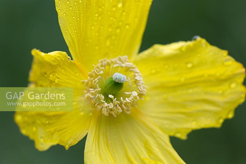 Meconopsis cambrica - Welsh Poppy