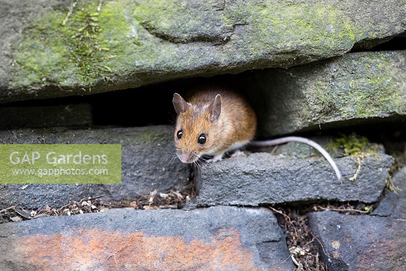 Apodemus sylvaticus - Wood Mouse