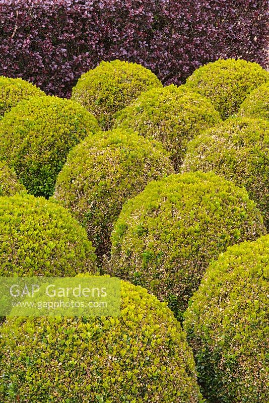 Lines of Buxus ball topiary at East Ruston Old Vicarage Garden, Norfolk.