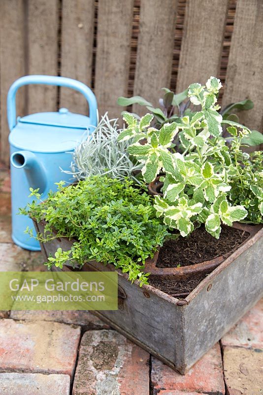 Step by Step - Creating a Herb Wheel container using Thyme 'Archer's Gold', Thyme 'Foxley', Curry plant - Helichrysum serotinum, Pineapple Mint - Mentha suaveolens 'Variegata' and Salvia officinalis 'Purpurascens'