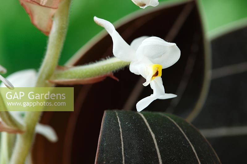 Ludisia discolor 'Sapphire Velvet' - Black jewel orchid in January