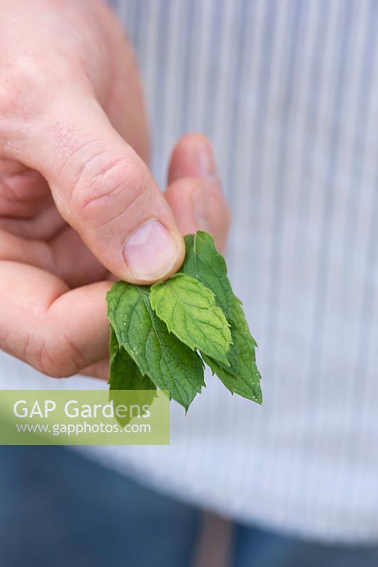 Mentha spicata - Gardeners hand holding Spearmint leaves
