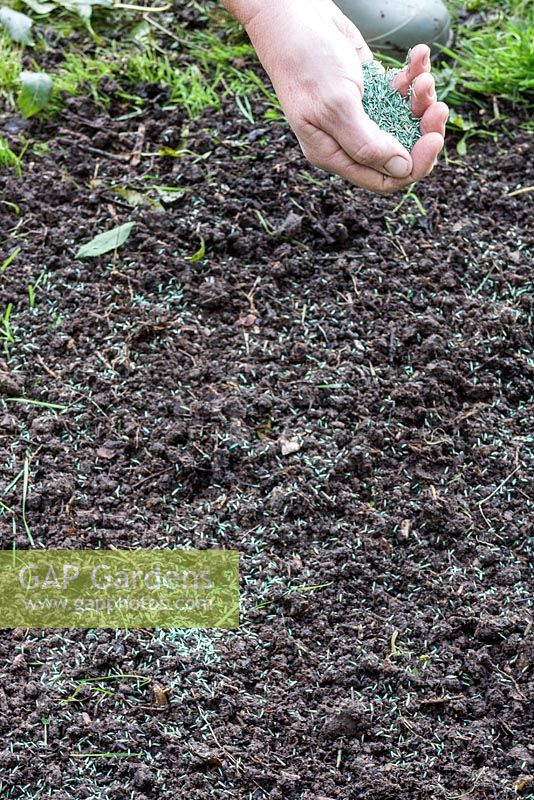 Sowing grass seed into a bare patch - sow