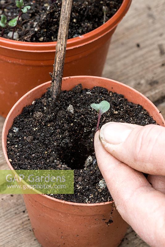 Red cabbage seedling being transplanted into a pot