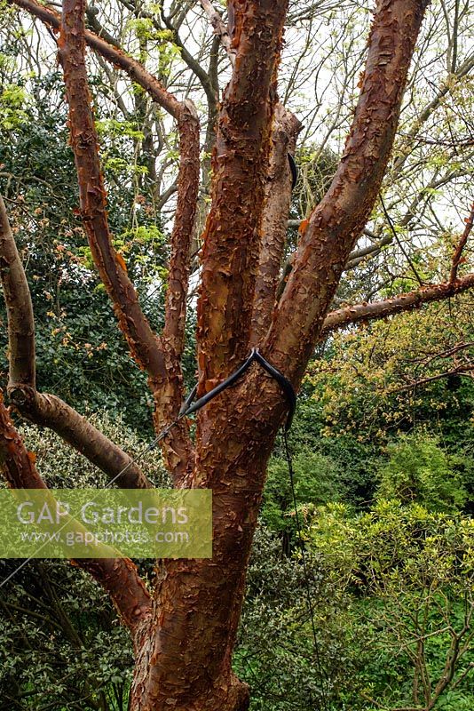 The original Acer griseum (paperbark maple) collected by Ernest Wilson and planted at Highdown Gardens in Sussex. The tree now needs a cable brace to prevent it from falling
