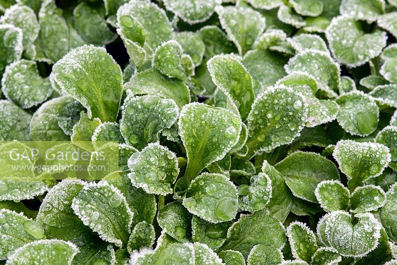 Frost on corn salad leaves