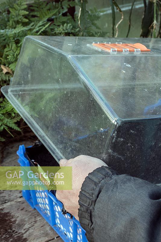 Winter greenhouse - sowing salads into a box - protect the seeds from rodent by using a plastic lid or fleece