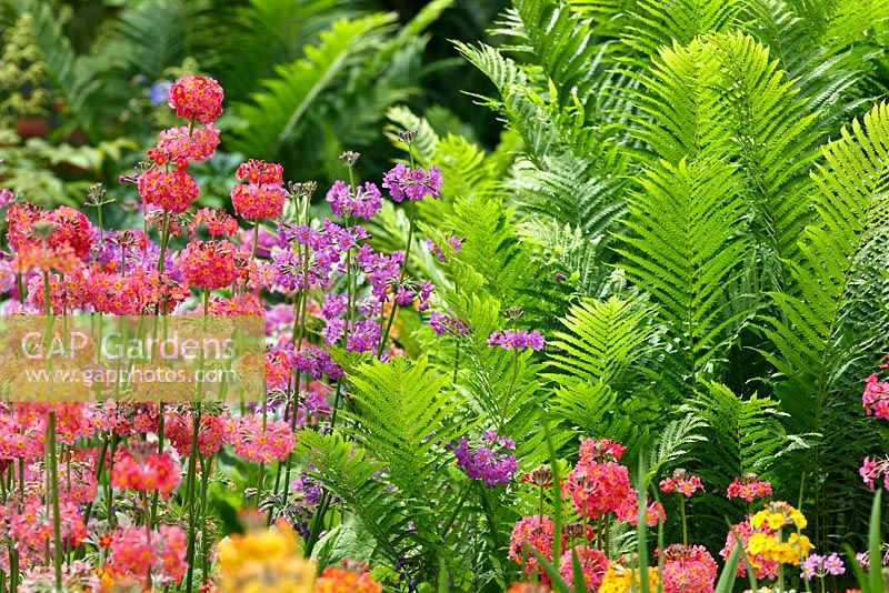 Candelabra Primulas and ferns
