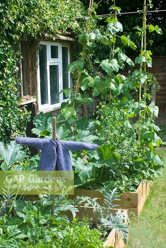 Vegetable beds with scarecrow