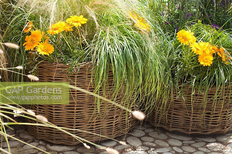 Woven containers planted with Gazania 'Sunbathers Nahui', Stipa tenuissima, Miscanthus Malepartus. The QEF Garden For Joy. 