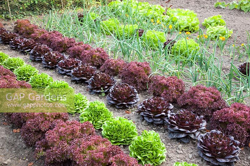 Vegetable garden with Allium cepa, Lactuca sativa 'Lollo Rosso and 'Lollo Bionda'
