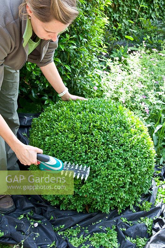 Woman shaping Buxus sempervirens
