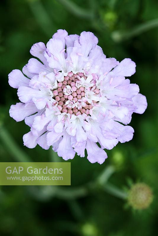 Scabiosa africana - Wild Scabious, Cape Town, South Africa